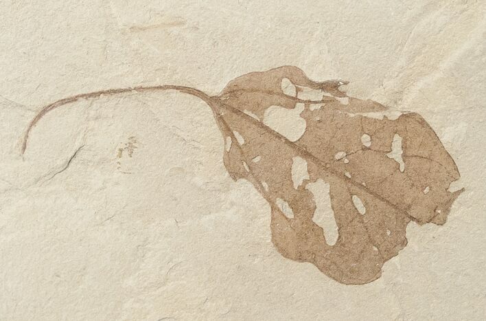 Unidentified Fossil Leaf - Green River Formation #16830